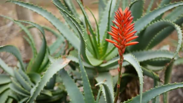 Aloe lezat tanaman bunga merah, California Amerika Serikat. Flora gurun, iklim kering botani alami dekat latar belakang. mekar jelas juicy dari Aloe Vera. Berkebun di Amerika, tumbuh dengan kaktus dan agave — Stok Video