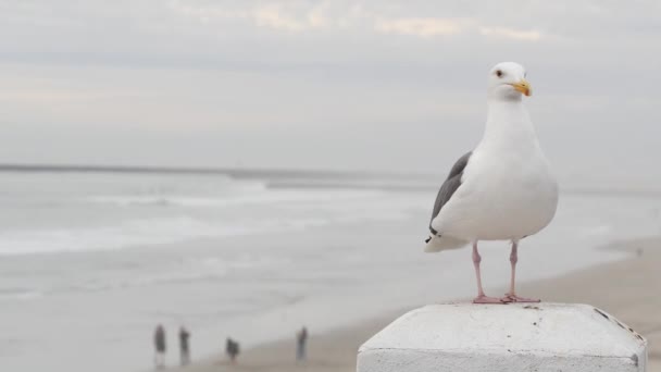 Vit mås, Kaliforniens fridfulla havsstrand. Härlig fågel närbild på piren i Oceanside. — Stockvideo