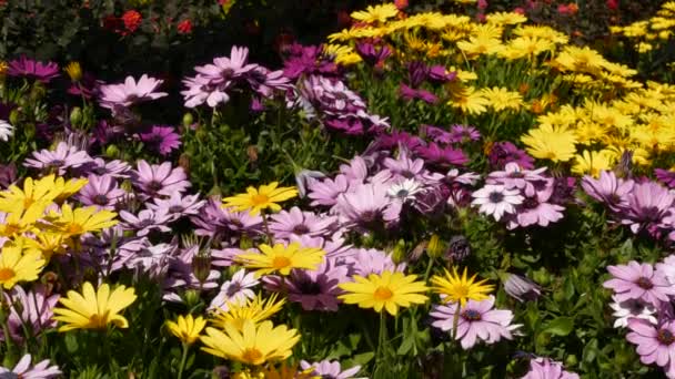 Gänseblümchen oder Margerite bunte Blumen, Kalifornien USA. Aster oder Umhang Ringelblume mehrfarbig violett blühen. Home Gardening, amerikanische dekorative Zimmerpflanze, natürliche botanische Atmosphäre — Stockvideo