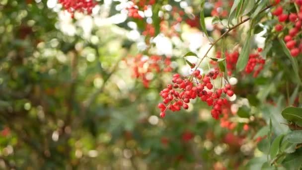 Bagas vermelhas na árvore, jardinagem na Califórnia, EUA. Natural atmosférica botânica close up fundo. Viburnum, primavera ou outono jardim da manhã ou floresta, primavera fresca ou flora de outono em foco suave — Vídeo de Stock