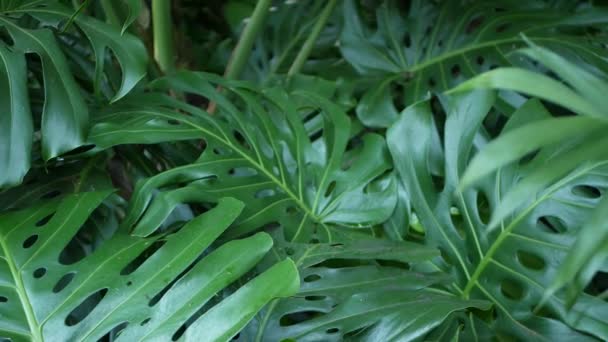 Exótica selva monstera selva tropical atmósfera. Frescas y jugosas hojas de fronda, amazonas tupidas de bosque profundo. Verde oscuro natural exuberante follaje. Ecosistema Evergreen. Paraíso estética tranquila — Vídeos de Stock