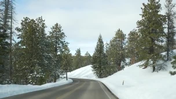 冬の森の中の雪、自動車の運転、冬のユタ州の道路の旅米国。針葉樹、フロントガラスを介して車からの眺め松。クリスマス休暇、ブライスキャニオンへの12月の旅。森へのエコツーリズム — ストック動画