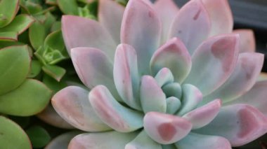 Sulu bitki koleksiyonu, Kaliforniya, ABD 'de bahçıvanlık. Ev bahçesi tasarımı, çeşitli botanik tavuk çeşitliliği ve yavrular. Dekoratif dekoratif ekvator çiçekleri, çiçekçilik karışımı.