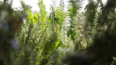Cycad eğreltiotu yaprakları California, ABD 'de. Yeşil, sulu, doğal botanik yaprakları. Ensefalartos ya da zamiaceae dioon palmiye yeşilliği. Tropik yağmur ormanları orman atmosfer bahçesi tasarımı