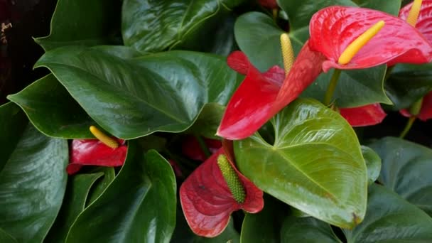 Красный цветок лилии, темно-зеленые листья. Элегантный бордовый цветочный цветок. Экзотические тропические джунгли тропические леса, стильная модная ботаническая атмосфера. Естественная зелень, райская эстетика. Арумский завод — стоковое видео