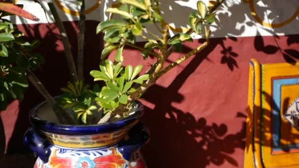 Suckulenter i blomkruka, trädgårdsodling i Kalifornien USA. Växthusväxter i färgglada lerkrukor. Mexikansk stil trädgård design, torra öken dekorativ blomsterodling. Naturliga botaniska prydnadsväxter grönska — Stockvideo