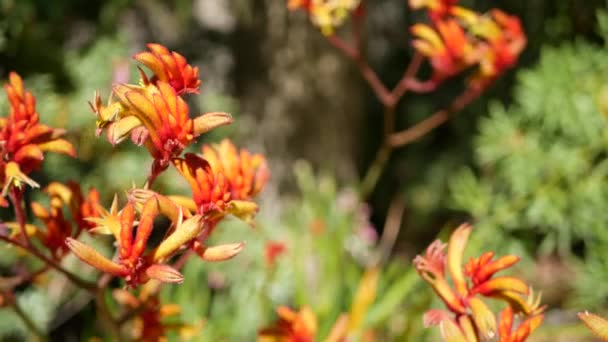 赤い猫またはカンガルーの足の花、カリフォルニア州、米国。Anigozanthos 2色の花を咲かせます。エキゾチックな熱帯オーストラリアの熱帯雨林植物の雰囲気。自然の鮮やかな植物、森や庭の緑のボケ — ストック動画