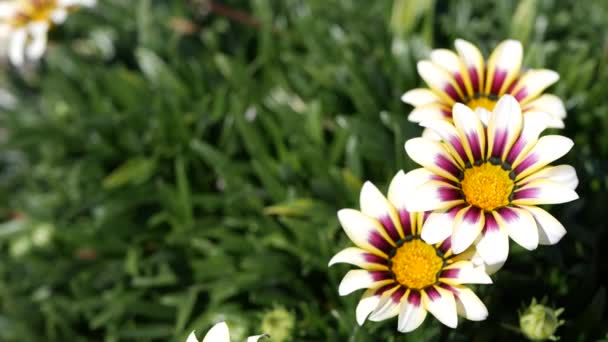Vit och lila gazania blomma blomma, naturliga botaniska närbild bakgrund. Marguerite blommar i trädgården, hemträdgård i Kalifornien, USA. Levande flora och frodigt bladverk. Vibrerande saftiga växtfärger — Stockvideo