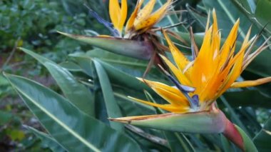 Strelitzia cennet kuşu tropikal turna çiçeği, California USA. Portakal renkli egzotik çiçekleri, Amazon orman yağmur ormanları atmosferi, doğal yemyeşil bitkiler, ev bahçeleri için son moda bitkiler.