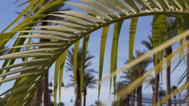 Palms di Los Angeles, California, USA. Musim panas estetika Santa Monica dan Venice Beach di laut Pasifik. Langit biru cerah dan pohon palem ikonik. Atmosfer Beverly Hills di Hollywood. Getaran LA — Stok Video