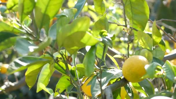 Citrice fructe portocalii pe copac, California Statele Unite ale Americii. Grădina de primăvară, plantația agricolă locală americană, horticultura gospodăriei. Frunzele proaspete suculente, recolta tropicală exotică pe ramură. Springtime sun — Videoclip de stoc
