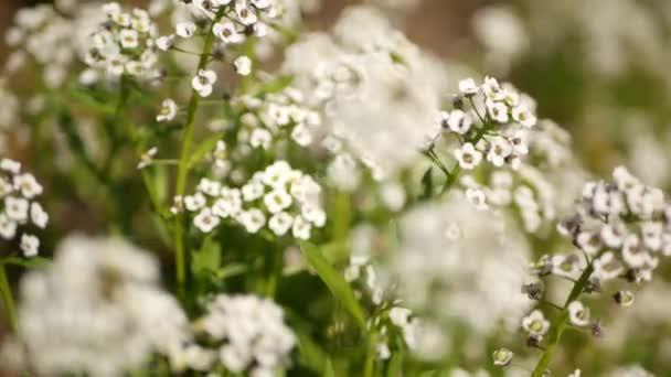 Tender white flowers in garden, California USA. Springtime meadow romantic atmosphere, morning delicate pure greenery. Spring fresh garden or lea in soft focus. Natural botanical blossom close up — Stock Video