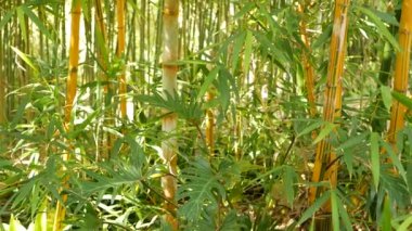 Bambu ormanı, egzotik Asya tropikal atmosferi. Meditasyon yapan feng shui zen bahçesinde yeşil ağaçlar. Sessiz sakin koruluk, çalılıklarda sabah uyumu tazeliği. Japonca ya da Çince doğal doğu estetiği