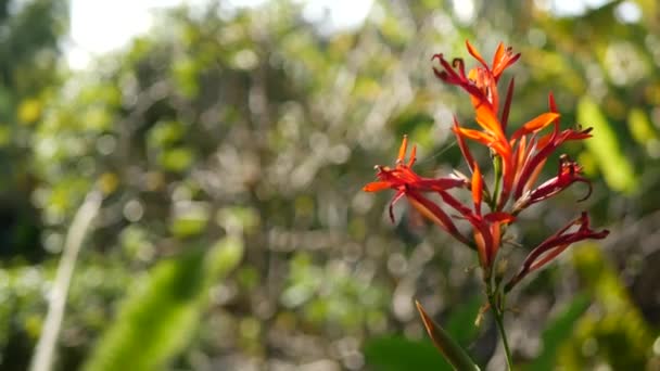 Red canna indica virág, sötétzöld levelek, Kalifornia, USA. Elegáns nyílgyökér virág virág. Egzotikus trópusi dzsungel esőerdő botanikai atmoszféra. Természetes élénk növényzet, paradicsom spa esztétika — Stock videók