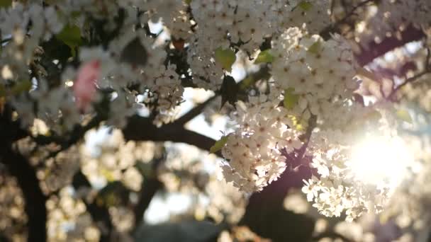 Flor blanca primaveral de cerezo, California, EE.UU. Delicadas flores de sakura tiernas de pera, manzana o albaricoque. Ambiente romántico fresco de primavera, flor botánica pura, enfoque suave bokeh. — Vídeo de stock