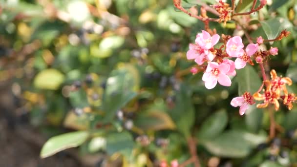 Hint şahini pembe çiçek, California USA. Rhaphiolepis ilkbahar taze çiçek, romantik botanik atmosfer, hassas doğal çiçek. Bahar yumuşak rengi, bahçe tasarımı ve dekoratif çiçekçilik. — Stok video