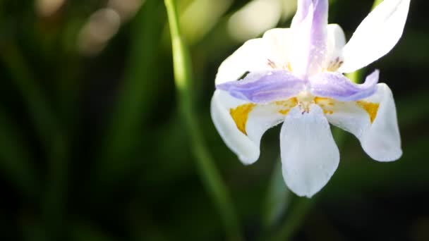 Kaliforniya, ABD 'de bahçıvanlık yapan beyaz iris çiçeği. Bahar sabahı bahçesinde narin bir çiçek, yaprakların üzerinde taze çiy damlaları. Yumuşak odak noktasında bahar çiçekleri. Doğal botanik yakın plan — Stok video