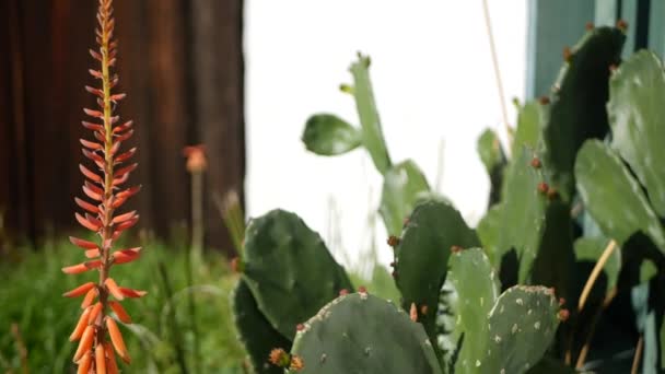 Cactus sappige plant, Californië Verenigde Staten. Woestijnflora, droog klimaat natuurlijke bloem, botanische close-up achtergrond. Groene sierlijke ongewone huisplant. Tuinieren in Amerika, groeit met aloë en agave — Stockvideo