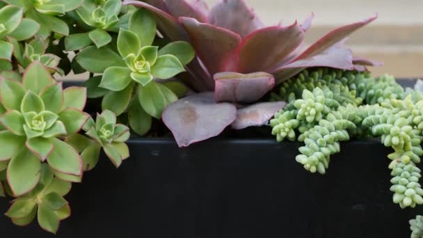 Sappige planten collectie, tuinieren in Californië, Verenigde Staten. Home garden design, diversiteit van verschillende botanische kippen en kuikens. Gesorteerde mix van decoratieve decoratieve echeveria kamerplanten, sierteelt — Stockvideo