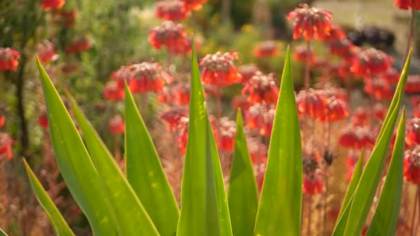 Lucky bells roze bloem in de tuin, Californië USA. Moeder van duizenden lentebloei, weide romantische botanische sfeer, delicate mexicaanse hoed kalanchoë plantenbloesem. Koraalzalm voorjaar kleur — Stockvideo