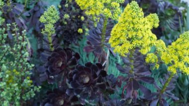 Aeonium arboreum houseleek ağacı sarı çiçek, Kaliforniya, ABD. İrlanda gülü koyu sulu şişkinlik. Evde bahçıvanlık, Amerikan dekoratif ev bitkisi, doğal botanik çöl atmosferi.