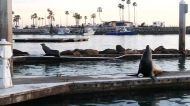 Kaliforniya 'daki rıhtımdaki Sea Lion Rookery' de. Kaliforniya okyanus kıyısı yaban hayatı. Deniz kıyısında vahşi fok..