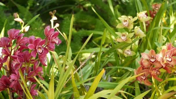 Kwiat storczyka kwitnie w zielonych liściach. Elegancki kolorowy kwiat. Egzotyczna tropikalna atmosfera botaniczna dżungli deszczowej. Naturalny ogród żywa zieleń Raj estetyczny. Kwiaciarnia ozdobna — Wideo stockowe