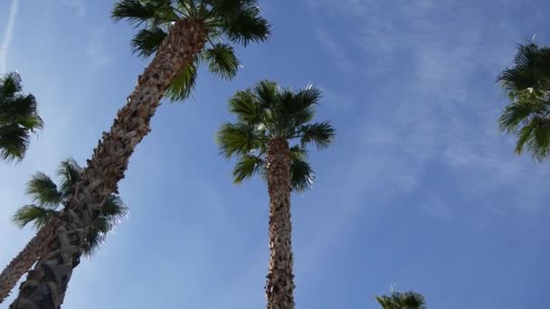 Palms Los Angelesben, Kaliforniában, USA-ban. Nyári esztétika Santa Monica és Velence Beach a Csendes-óceánon. Tiszta kék ég és ikonikus pálmafák. Beverly Hills légköre Hollywoodban. LA-rezgések — Stock videók