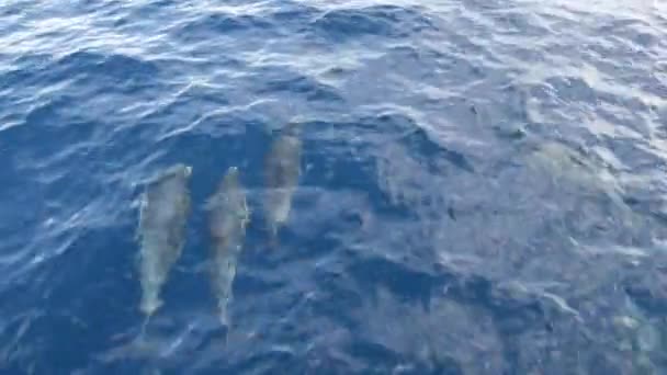Delfinek a szabadságban, Csendes-óceáni kék víz. Vadállatok iskolája a tengeren. California Egyesült Államok. — Stock videók