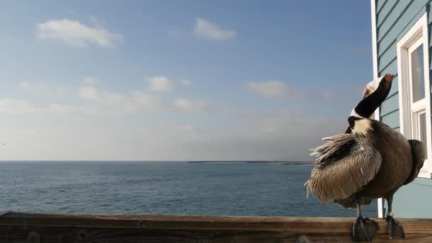 Dziki brązowy pelikan na molo, California ocean beach USA. Pelecanus przybrzeżny, wielki ptaku. Dziób duży — Wideo stockowe