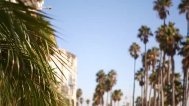 Palms Los Angeles, Kaliforniya, ABD 'de. Pasifik Okyanusu 'ndaki Santa Monica ve Venice Sahili' nin yaz estetiği. Açık mavi gökyüzü ve simgesel palmiye ağaçları. Hollywood 'daki Beverly Hills' in atmosferi. LA titreşimleri