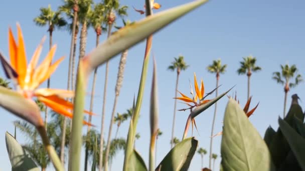 Palms Los Angelesben, Kaliforniában, USA-ban. Nyári esztétika Santa Monica és Velence Beach a Csendes-óceánon. Strelitzia madár paradicsom virág. Beverly Hills légköre Hollywoodban. LA-rezgések — Stock videók