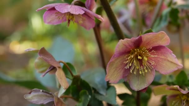 Helleborus winter rose flower in forest, Californie États-Unis. Floraison printanière de fleurs de rose de carême, atmosphère matinale, fleur florale botanique délicate. Fée printanière fraîcheur, fleurs sauvages en bois — Video