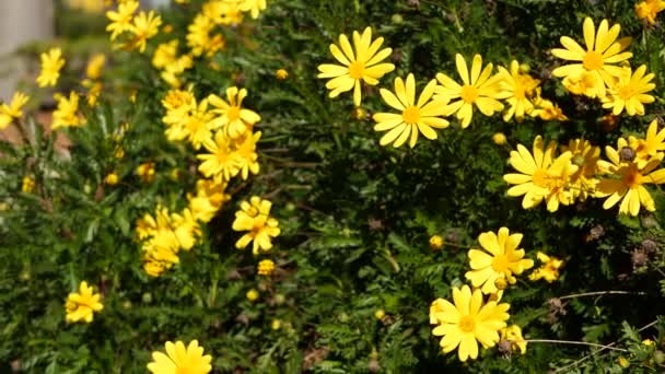 Żółty kwiat stokrotki, ogrodnictwo w Kalifornii, USA. Naturalne botaniczne zbliżenie tła. Euryops Pectinatus kwitną w wiosennym ogrodzie. Wiosenna flora, krzak Asteraceae w miękkiej ostrości. — Wideo stockowe