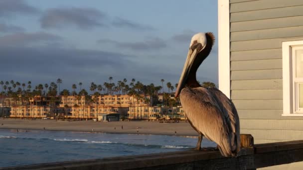 カリフォルニア海のビーチUSAの桟橋に野生の茶色のペリカン。海岸のペリカヌス、大きな鳥。大請求書くちばし — ストック動画