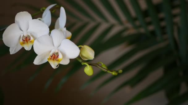 Witte orchidee bloem en palm frond bladeren schaduw. Elegante delicate zachte bloesem. Exotische tropische jungle regenwoud stijlvolle trendy botanische sfeer. Donker natuurlijk groen paradijs esthetisch — Stockvideo