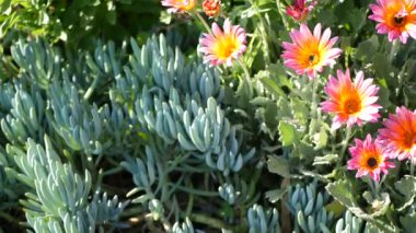 Daisy ya da Marguerite renkli çiçekler, California USA. Aster ya da Cape Marigold çok renkli mor menekşe çiçeği. Evde bahçe işleri, Amerikan dekoratif ev bitkisi, doğal botanik atmosfer.
