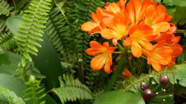Natal bush kafir zambak çiçeği, California, ABD. Clivia Minyatür Turuncu Gösterişli Egzotik Ateşli Canlı Botanik Çiçeği. Tropik yağmur ormanı atmosferi. Doğal bahçe canlı taze sulu yeşillik