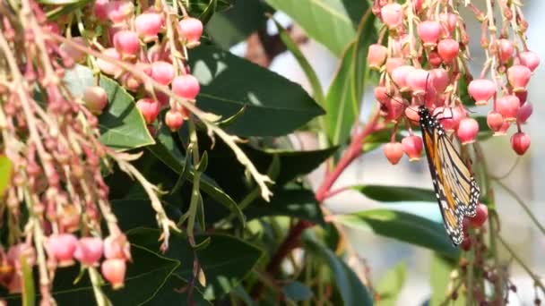 Monarch butterfly pollinate arbutus flower, Καλιφόρνια ΗΠΑ. Ροζ άνθος μαντρόν, ρομαντική βοτανική ατμόσφαιρα, λεπτή εξωτική άνθιση. Σπρινγκ παστέλ χρώματα. Άνοιξη πρωί φρεσκάδα στον κήπο — Αρχείο Βίντεο