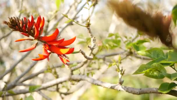 Coral tree red flower in garden, California USA. Erythrina plamen strom jarní květ, romantická botanická atmosféra, jemné exotické tropické květy. Jarní okázalé barvy. Měkká svěžest rozostření — Stock video