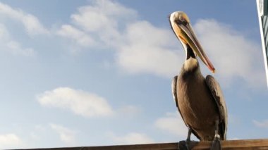 Kaliforniya okyanus plajı, rıhtımdaki vahşi kahverengi pelikan. Kıyıdaki pelecanus, büyük kuş. Büyük gagalı.