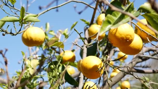 Citrus narancs gyümölcs, csupasz levél nélküli fa, Kalifornia USA. Tavaszi kert, amerikai helyi mezőgazdasági ültetvény, tanyasi kertészet. Szaftos, friss, egzotikus trópusi szüret az ágon. Kék ég. — Stock videók