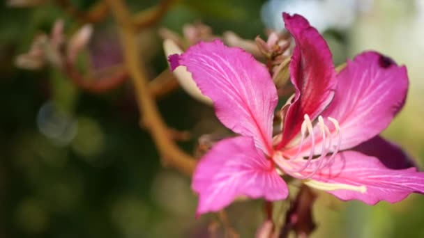 Lila bauhinia orkidé träd blomma, Kalifornien USA. Violett exotisk tropisk blomma, djungel regnskog atmosfär mjuk fokus. Levande mörk magenta naturliga botaniska blommor känsliga kronblad närbild — Stockvideo