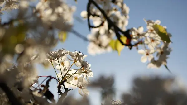 Frühling weiße Blüte des Kirschbaums, Kalifornien, USA. Zarte zarte Sakura-Blüten aus Birne, Apfel oder Aprikose. Frühling frische romantische Atmosphäre, rein botanische Blüte, weicher Fokus Bokeh. — Stockfoto