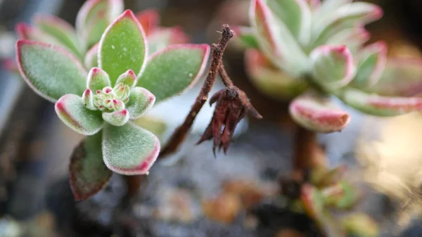 Succulent növények gyűjtése, kertészkedés Kaliforniában, USA. Lakáskerttervezés, különféle botanikus tyúkok és csibék változatossága. Dekoratív díszítő echeveria szobanövények válogatott keveréke, virágtermesztés — Stock Fotó