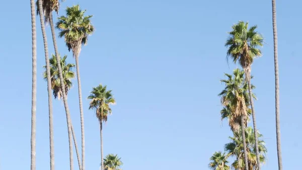 Пальмы в Лос-Анджелесе, Калифорния, США. Летняя эстетика Санта-Моники и Венецианского пляжа на Тихом океане. Чистое голубое небо и знаковые пальмы. Атмосфера Беверли-Хиллз в Голливуде. LA vibes — стоковое фото