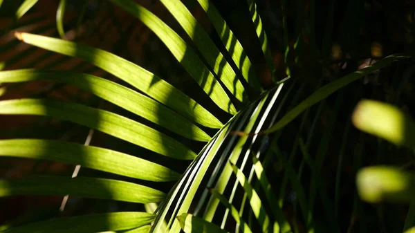 Exotická tropická atmosféra deštných pralesů. Palmové čerstvé šťavnaté listy v amazonském lese nebo zahradě. Kontrast tmavé přírodní zeleň svěží listí. Evergreenský ekosystém. Paradise estetické zázemí — Stock fotografie