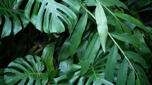 Exotická monstera deštných pralesů tropické atmosféry. Čerstvé šťavnaté listy listů, hustě zarostlý hustý les. Tmavé přírodní zeleň svěží listí. Evergreenský ekosystém. Paradise klidné estetické — Stock fotografie