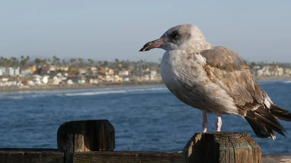 Mouette sur des balustrades en bois. Bird ferme à Oceanside. La Californie. Maisons en bord de mer. — Photo
