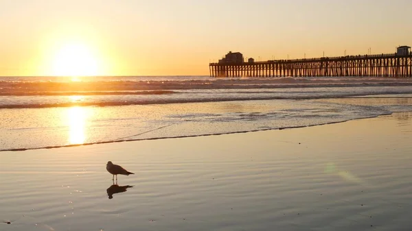 Sylwetka pomostu o zachodzie słońca, Kalifornia, USA, Oceanside. Ocean tropikalna plaża. Ptak mewa blisko fali — Zdjęcie stockowe